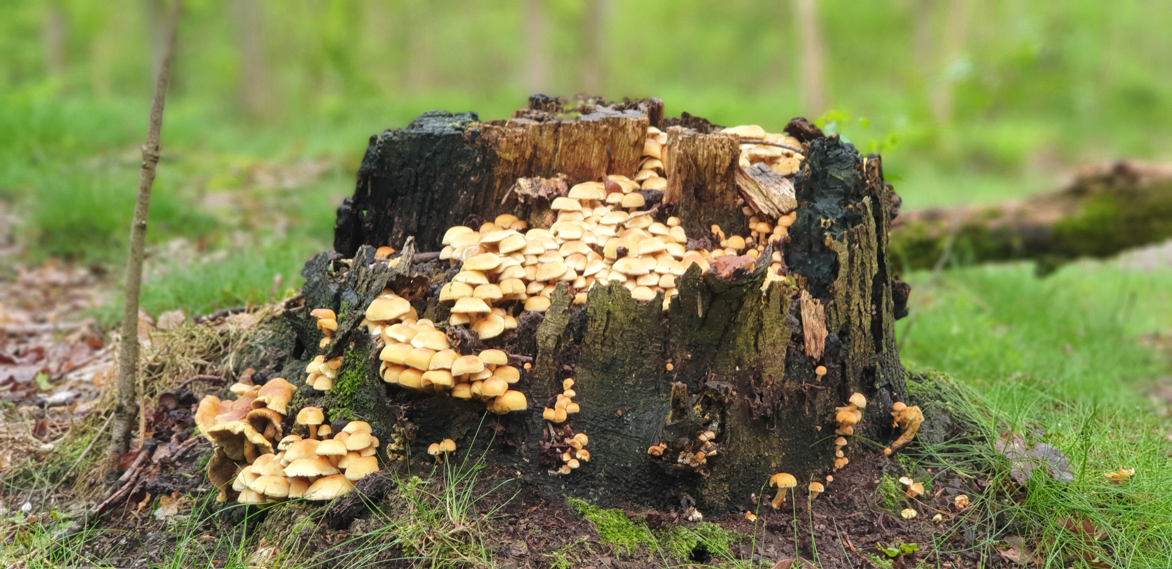 Een boomstronk overwoekerd met paddenstoelen.